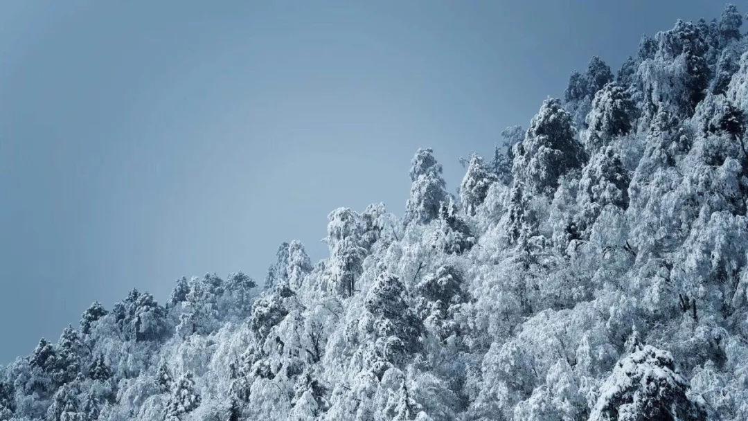 “遛狗不牵绳”在你身边常见吗？上次见是怎么一个情景？游戏画面